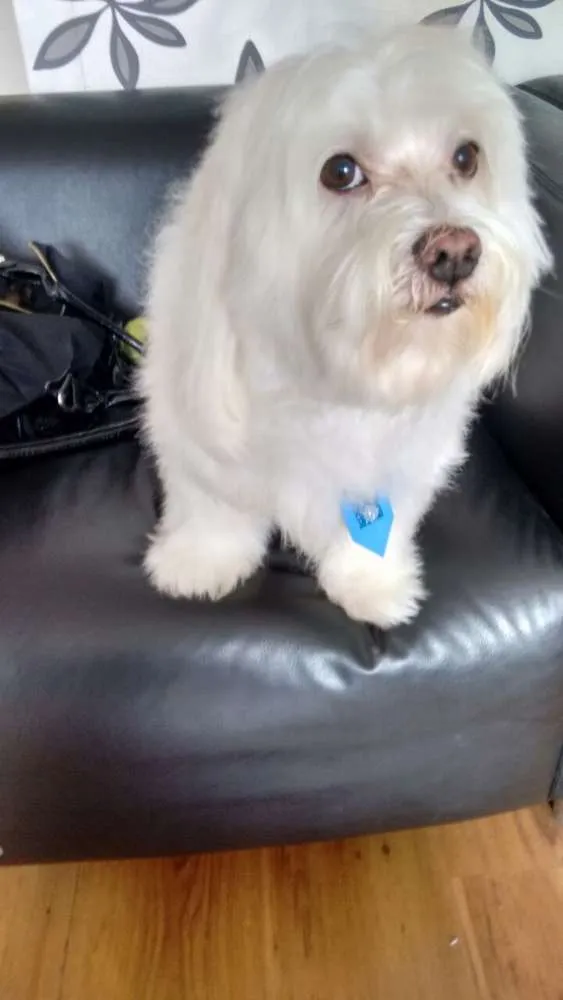 Cachorro ra a Maltes idade 6 ou mais anos nome  Nico