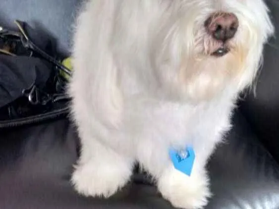 Cachorro ra a Maltes idade 6 ou mais anos nome  Nico