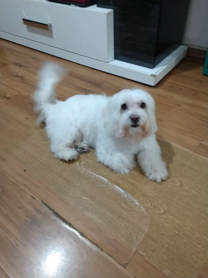 Cachorro ra a Maltes idade 6 ou mais anos nome  Nico