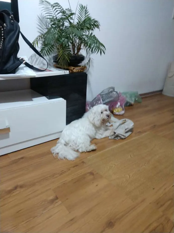 Cachorro ra a Maltes idade 6 ou mais anos nome  Nico