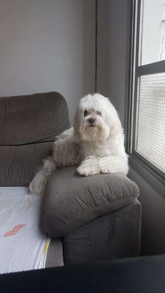Cachorro ra a Maltes idade 6 ou mais anos nome  Nico