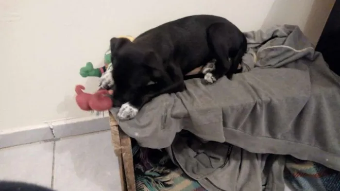 Cachorro raça labrador idade 2 a 6 meses nome Huanna 