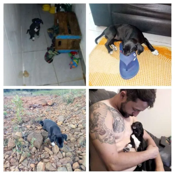 Cachorro raça labrador idade 2 a 6 meses nome Huanna 