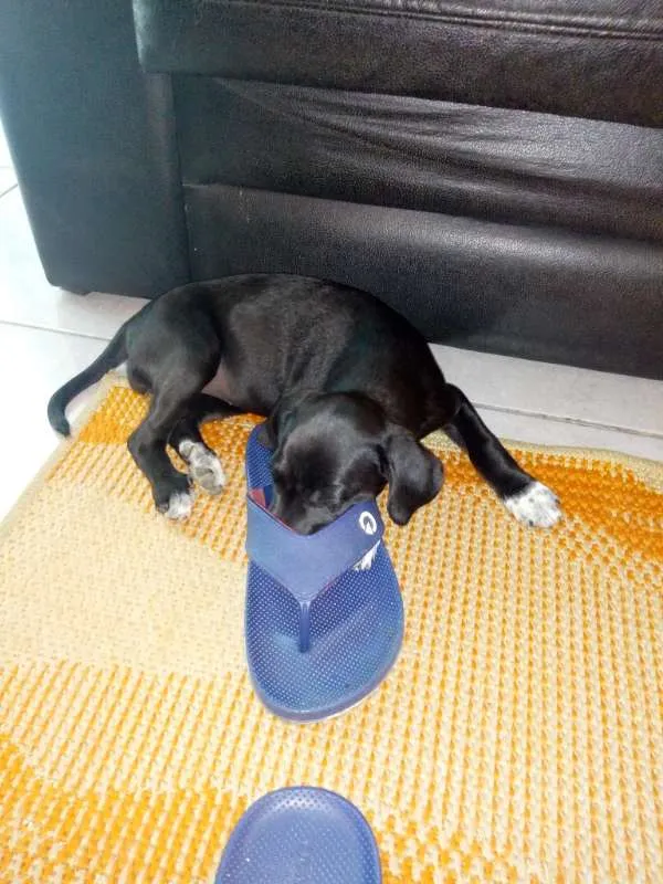 Cachorro raça labrador idade 2 a 6 meses nome Huanna 