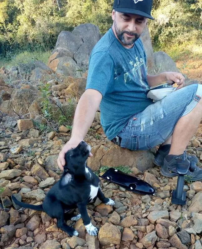 Cachorro raça labrador idade 2 a 6 meses nome Huanna 