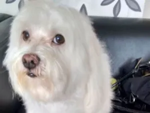 Cachorro raça Maltes idade 6 ou mais anos nome  Nico