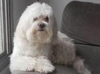 Cachorro ra a Maltes idade 6 ou mais anos nome  Nico