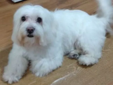Cachorro ra a Maltes idade 6 ou mais anos nome  Nico