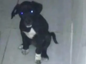 Cachorro raça labrador idade 2 a 6 meses nome Huanna 