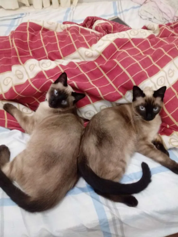 Gato ra a Siames idade 2 a 6 meses nome Ursinho floquinho