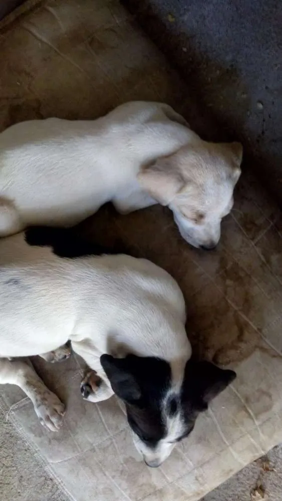 Cachorro ra a Viralata idade Abaixo de 2 meses nome Pet 