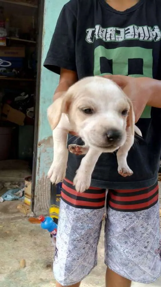 Cachorro ra a Viralata idade Abaixo de 2 meses nome Pet 