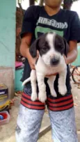 Pet 