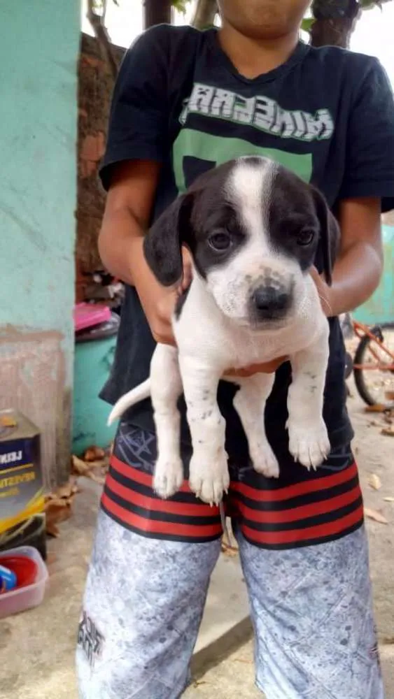 Cachorro ra a Viralata idade Abaixo de 2 meses nome Pet 