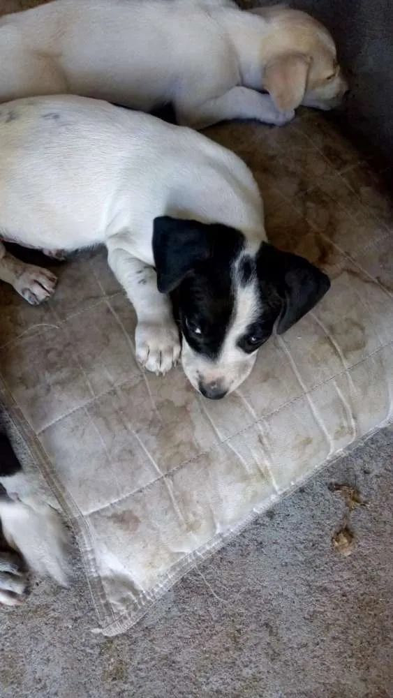 Cachorro ra a Viralata idade Abaixo de 2 meses nome Pet 