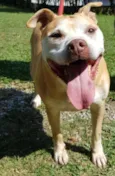 Babuska