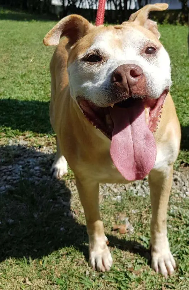 Cachorro ra a Pit-Bull idade 6 ou mais anos nome Babuska
