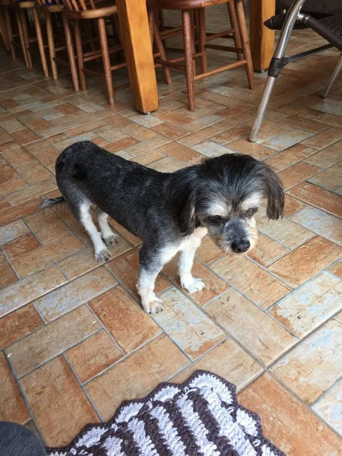 Cachorro ra a Não definida idade 5 anos nome Desconhcido