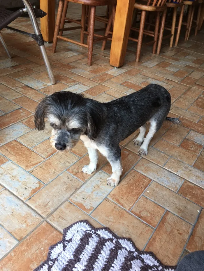 Cachorro ra a Não definida idade 5 anos nome Desconhcido