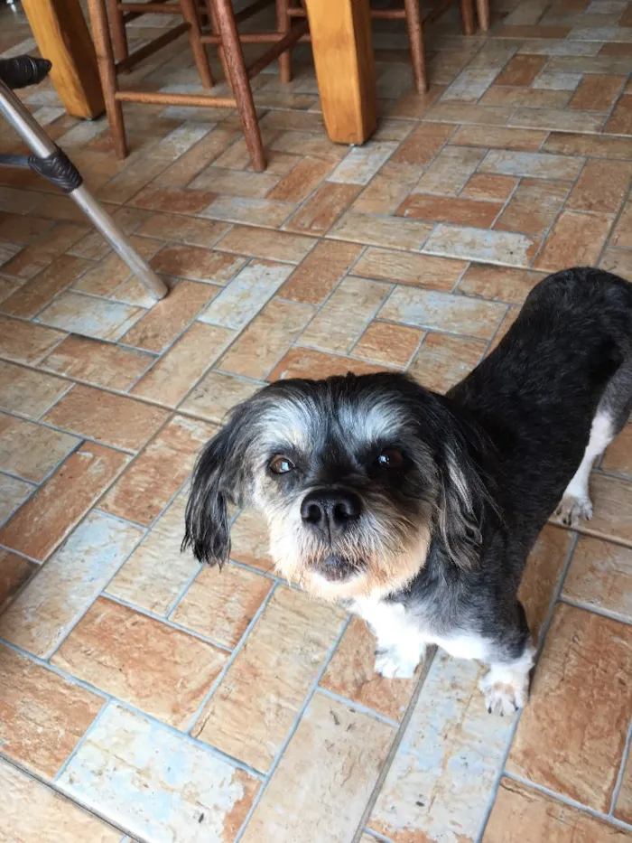 Cachorro ra a Não definida idade 5 anos nome Desconhcido