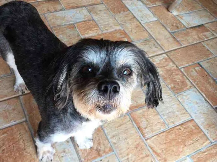 Cachorro ra a Não definida idade 5 anos nome Desconhcido