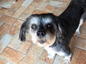 Cachorro raça Não definida idade 5 anos nome Desconhcido