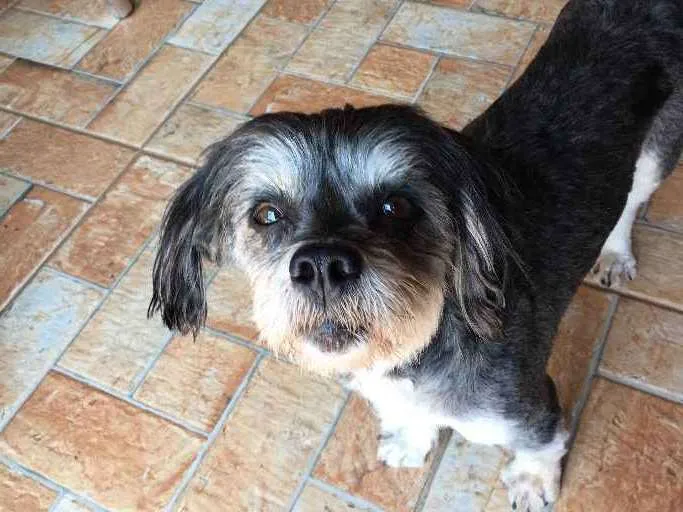 Cachorro ra a Não definida idade 5 anos nome Desconhcido