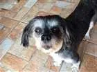 Cachorro raça Não definida idade 5 anos nome Desconhcido