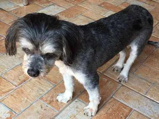 Cachorro ra a Não definida idade 5 anos nome Desconhcido