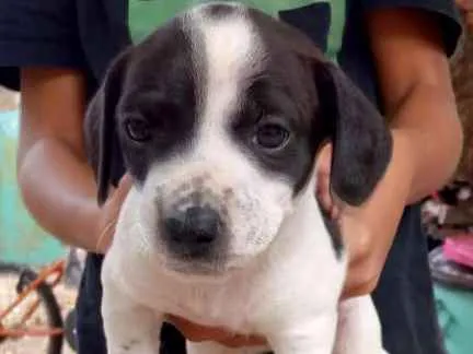 Cachorro ra a Viralata idade Abaixo de 2 meses nome Pet 