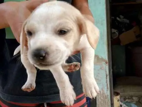 Cachorro ra a Viralata idade Abaixo de 2 meses nome Pet 