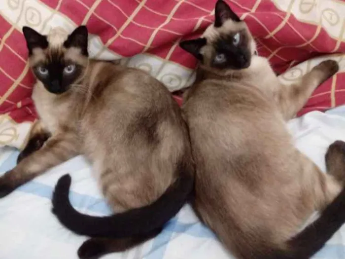Gato ra a Siames idade 2 a 6 meses nome Ursinho floquinho