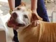 Babuska