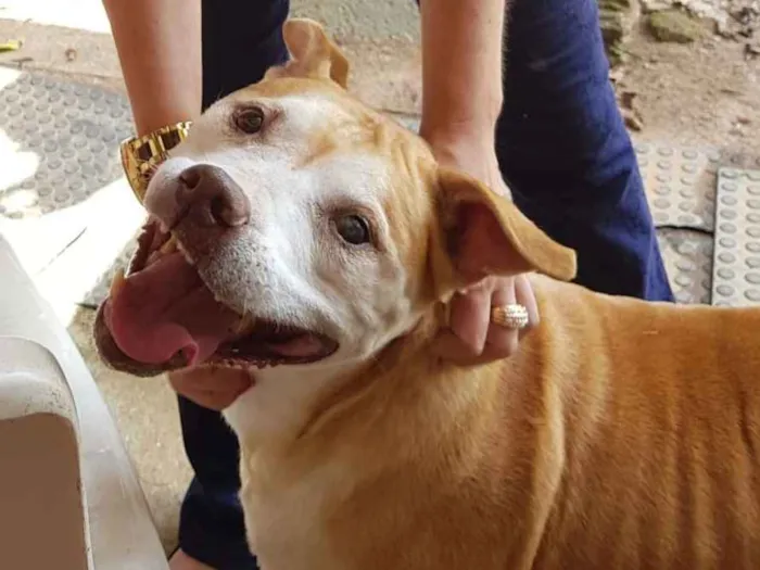 Cachorro ra a Pit-Bull idade 6 ou mais anos nome Babuska
