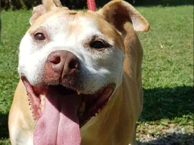 Cachorro ra a Pit-Bull idade 6 ou mais anos nome Babuska