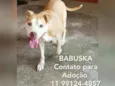 Babuska