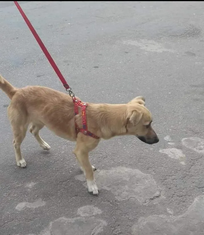Cachorro ra a vira lata  idade 1 ano nome Penelope