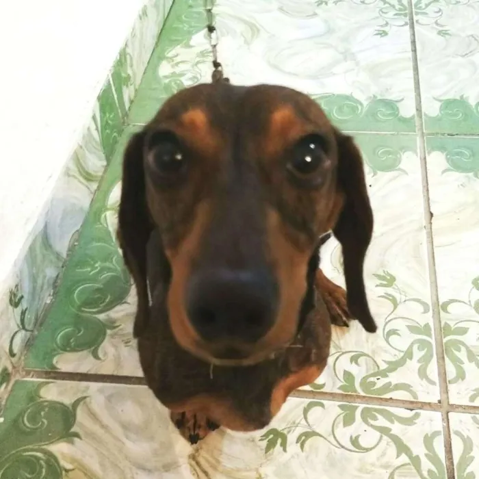 Cachorro ra a Daschund  idade 2 anos nome Nick
