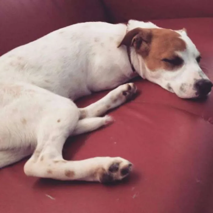 Cachorro ra a srd idade 2 anos nome Pandora