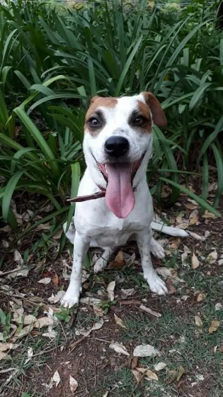 Cachorro ra a srd idade 2 anos nome Pandora