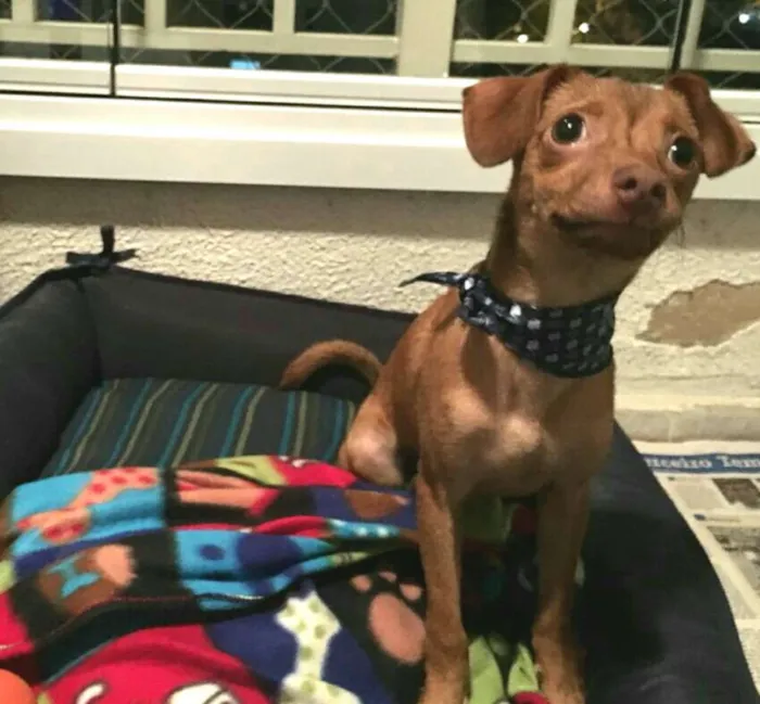 Cachorro ra a  idade 2 a 6 meses nome Pingo 