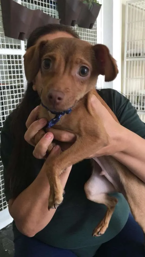 Cachorro ra a  idade 2 a 6 meses nome Pingo 