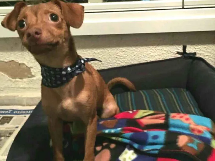 Cachorro ra a  idade 2 a 6 meses nome Pingo 