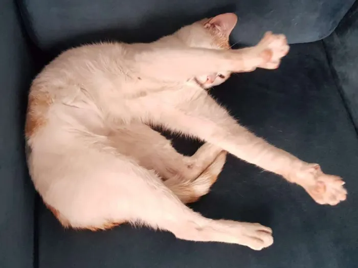 Gato ra a SRD idade 1 ano nome ALFREDO