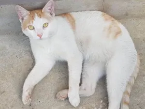 Gato raça SRD idade 1 ano nome ALFREDO