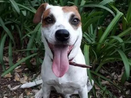 Cachorro ra a srd idade 2 anos nome Pandora