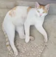 ALFREDO