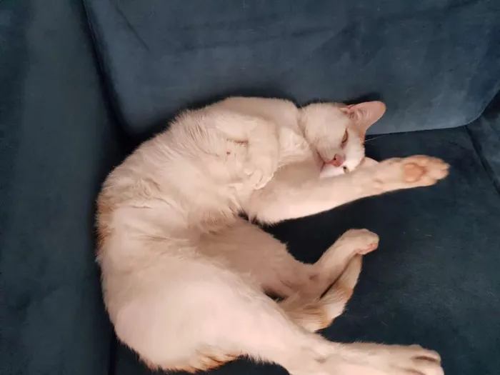 Gato ra a SRD idade 1 ano nome ALFREDO