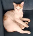 ALFREDO