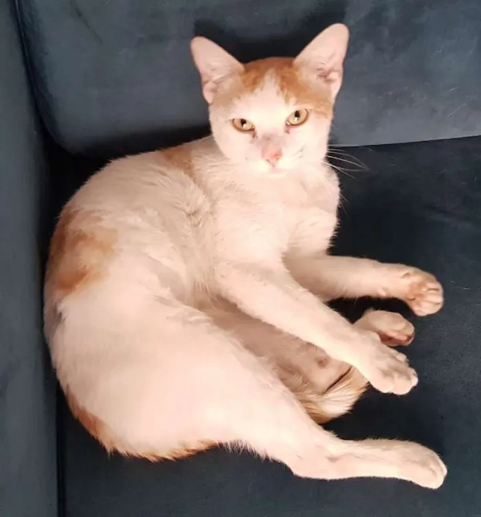 Gato ra a SRD idade 1 ano nome ALFREDO